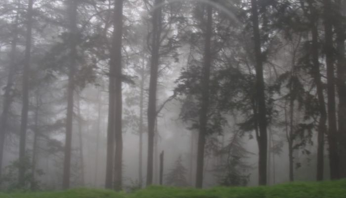 Un zorro en medio del bosque